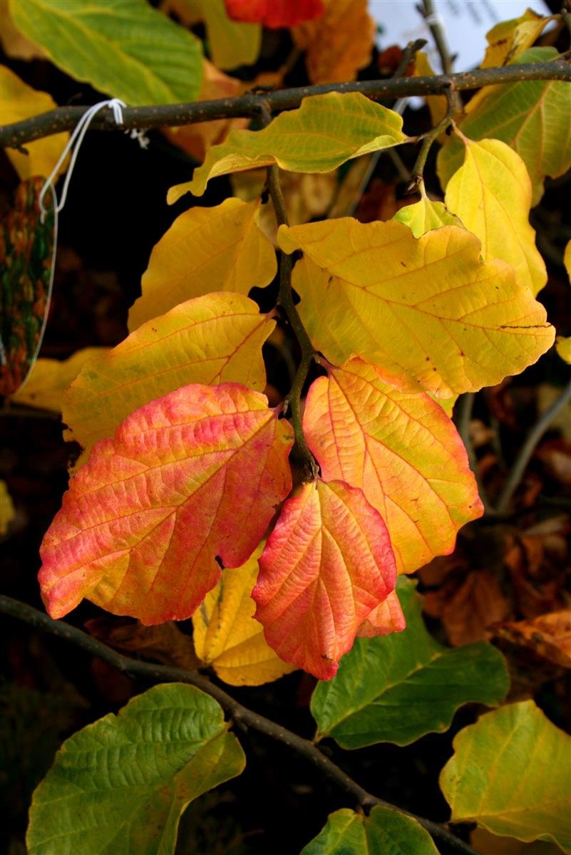 Eisenholzbaum Parrotie Mit Pr Chtiger Herbstf Rbung