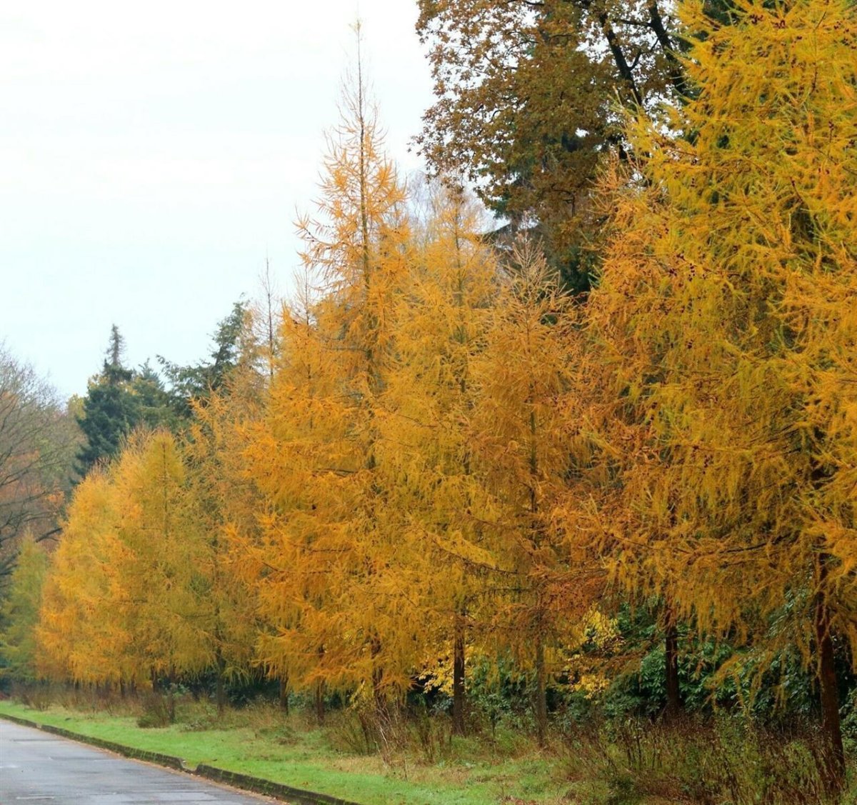 Europäische Lärche Larix decidua 2 10