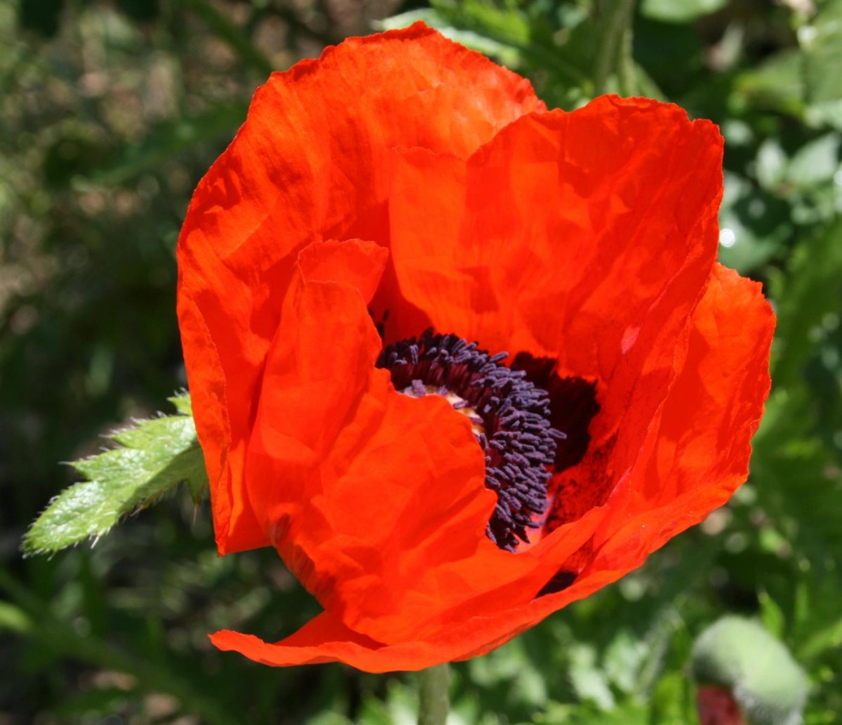 Orientalischer Ziermohn Beauty Of Livermere Mohn Mit Dramatischem R