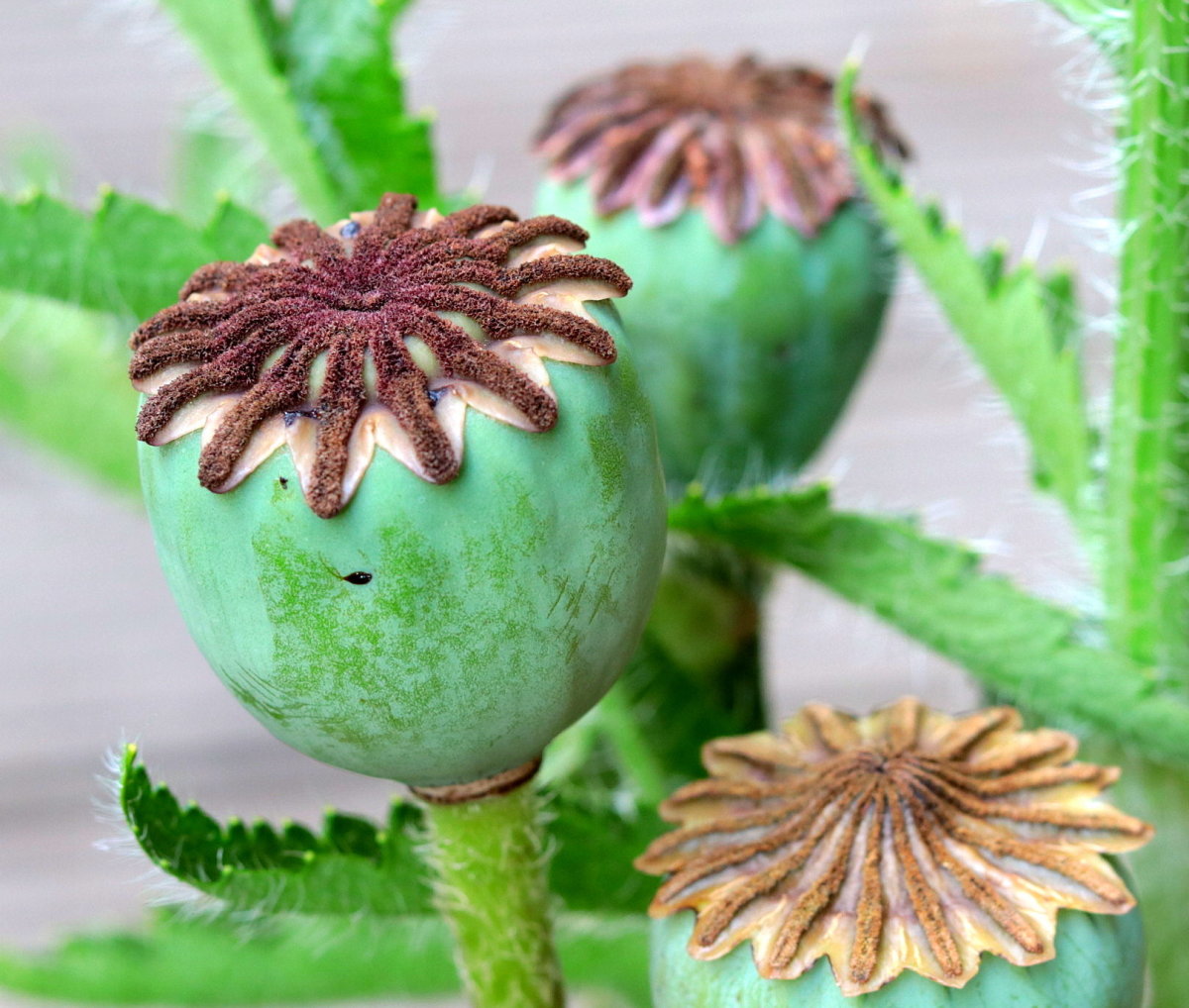 Orientalischer Ziermohn Beauty Of Livermere Mohn Mit Dramatischem R