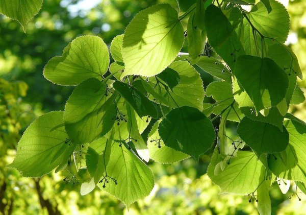 Winterlinde - Tilia cordata 50-80 cm, 3 jährig verschulter Sämling, wurzelnackt