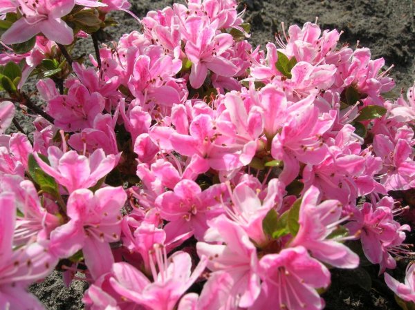 Rhododendron obtusum Kermesina Rose - Japanische Azalee 25-30 cm, im 3 Liter Container