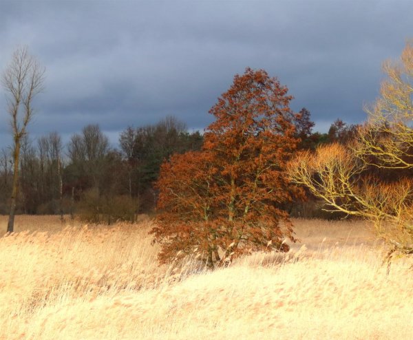 Schwarzerle - Alnus glutinosa 150-200 cm, Heister im 7,5 Liter Container