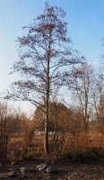 Schwarzerle - Alnus glutinosa 150-200 cm, Heister im 7,5 Liter Container