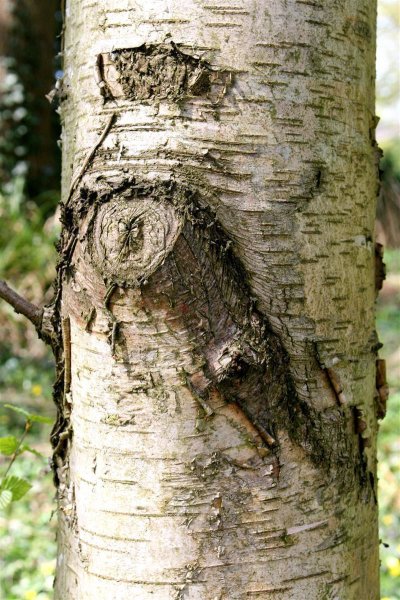 Moorbirke - Betula pubescens 50-80 cm, 3 jährig verschulter Sämling, wurzelnackt