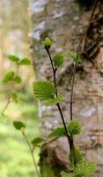 Moorbirke - Betula pubescens 50-80 cm, 3 jährig verschulter Sämling, wurzelnackt