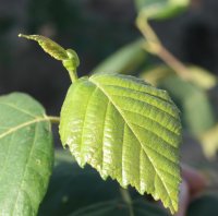 Moorbirke - Betula pubescens 80-100 cm, leichter Heister, 1 x verpflanzt, wurzelnackt