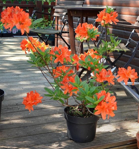 Sommergrüne Azalee Winston Churchill Rhododendron mollis x sinensis 50-60 cm, im 7,5-Liter Container