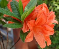 Sommergrüne Azalee Winston Churchill Rhododendron mollis x sinensis 50-60 cm, im 7,5-Liter Container