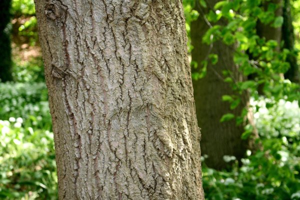 Zitterpappel - Populus tremula 50-80 cm, 2 jährig verschulter Sämling, wurzelnackt