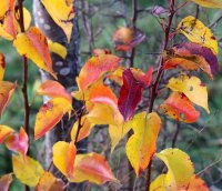 Wildbirne - Pyrus communis Hochstamm, Stammumfang 8-10...