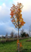 Pyrus communis - Wildbirne Hochstamm, Stammumfang 10-12 cm, 2x verpflanzt wurzelnackt