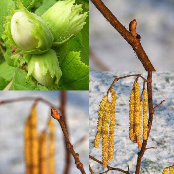 Waldhasel - Corylus avellana 70-90 cm, leichter Strauch, ab 2 Triebe, wurzelnackt