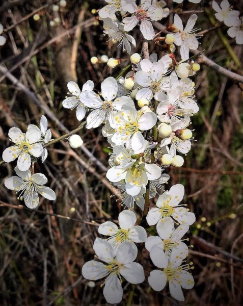 Felsenkirsche - Steinweichsel - Prunus mahaleb 70-90 cm, leichter Strauch, ab 2 Triebe, wurzelnackt