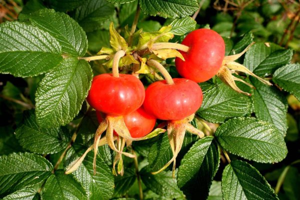 Kartoffelrose - Rosa rugosa 40-60 cm, Strauch im 3 Liter Container