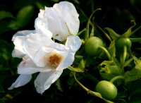Weiße Kartoffelrose - Rosa rugosa Alba 40-60 cm,...