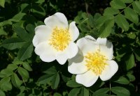 Weiße Kartoffelrose - Rosa rugosa Alba 40-60 cm, Strauch im 3 Liter Container