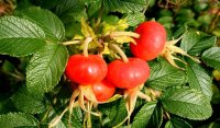 Weiße Kartoffelrose - Rosa rugosa Alba 40-60 cm, Strauch im 3 Liter Container