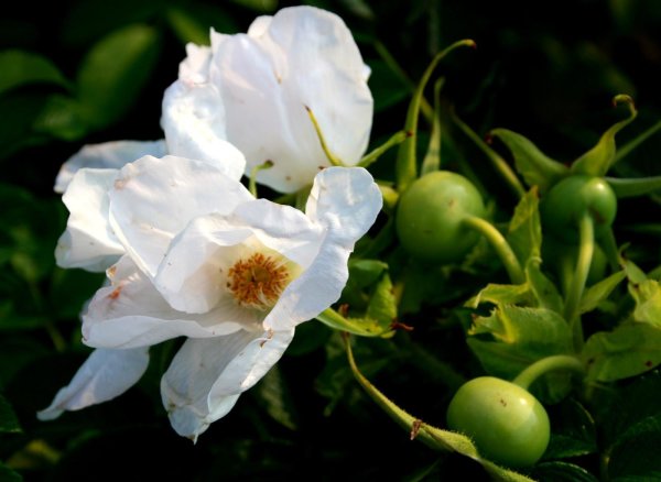 Weiße Kartoffelrose Rosa rugosa Alba 70-90 cm, leichter Strauch, ab 2 Triebe wurzelnackt