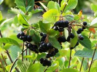 Apfelbeere Nero - Aronia melanocarpa