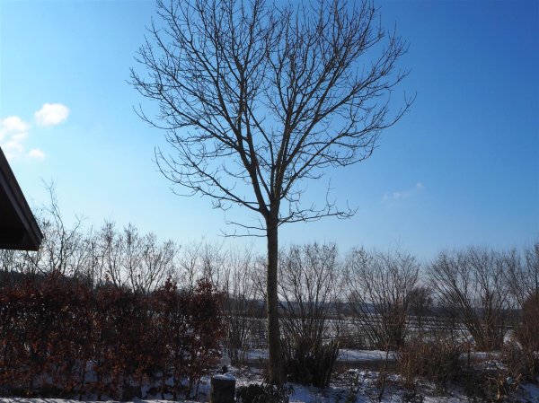 Gemeine Esche - Fraxinus excelsior 150-200 cm, Heister im 7,5 Liter Container