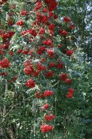 Eberesche/Vogelbeere - Sorbus aucuparia 80-120 cm, 2...