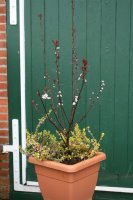 Prunus cistena - Zwergblutpflaume 60-100 cm, Strauch im 5 Liter Container