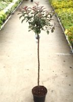 Prunus cistena - Zwergblutpflaume 60-100 cm, Strauch im 5 Liter Container