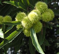 Esskastanie - Marone - Castanea sativa 80-120 cm, 2 jährig verschulter Sämling, wurzelnackt