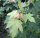 Acer saccharum - Zuckerahorn 125-150 cm, Heister im 7,5-Liter Container