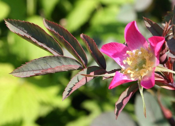 Hechtrose - Rosa glauca 60-100 cm, Strauch im 3 Liter Container