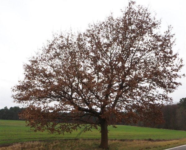 Traubeneiche - Quercus petraea 50-80 cm, 3 jährig verschulter Sämling, wurzelnackt