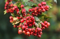 Eingriffeliger Weißdorn - Crataegus monogyna 80-120 cm, 3- jährig verschulter Sämling, wurzelnackt