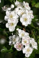 Eingriffeliger Weißdorn - Crataegus monogyna 80-120 cm, 3- jährig verschulter Sämling, wurzelnackt