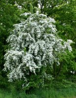 Eingriffeliger Weißdorn - Crataegus monogyna 80-120 cm, 3- jährig verschulter Sämling, wurzelnackt