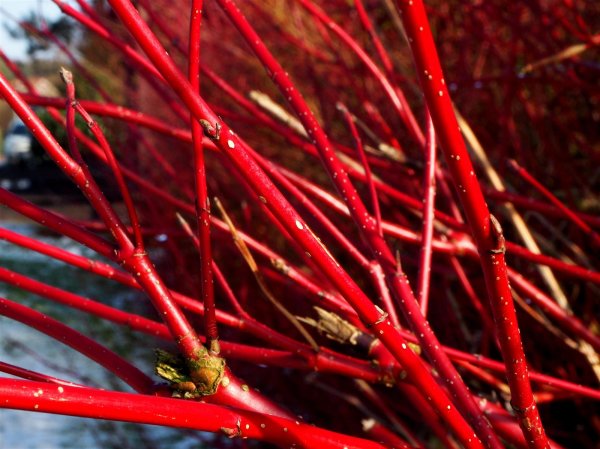 Hartriegel - Cornus sanguinea 60-100 cm, Strauch  im 3 Liter Container