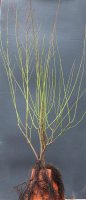 Hartriegel - Cornus sanguinea 60-100 cm, Strauch  im 3 Liter Container