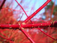 Hartriegel - Cornus sanguinea 60-100 cm, Strauch  im 3 Liter Container