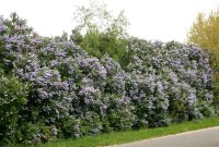 Wildflieder - Syringa vulgaris 40-70 cm, leichter Strauch, ab 2 Triebe, wurzelnackt