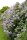 Wildflieder - Syringa vulgaris 40-70 cm, leichter Strauch, ab 2 Triebe, wurzelnackt