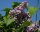 Wildflieder - Syringa vulgaris 40-70 cm, leichter Strauch, ab 2 Triebe, wurzelnackt