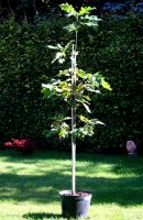 Rot-Eiche - Quercus rubra 150-200 cm, Heister im 7,5...