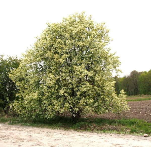 Trauben-Kirsche - Prunus padus  50-80 cm, 2 jährig verschulter Sämling, wurzelnackt