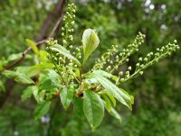 Trauben-Kirsche - Prunus padus  50-80 cm, 2 jährig verschulter Sämling, wurzelnackt