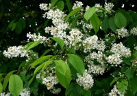 Trauben-Kirsche - Prunus padus  50-80 cm, 2 jährig verschulter Sämling, wurzelnackt