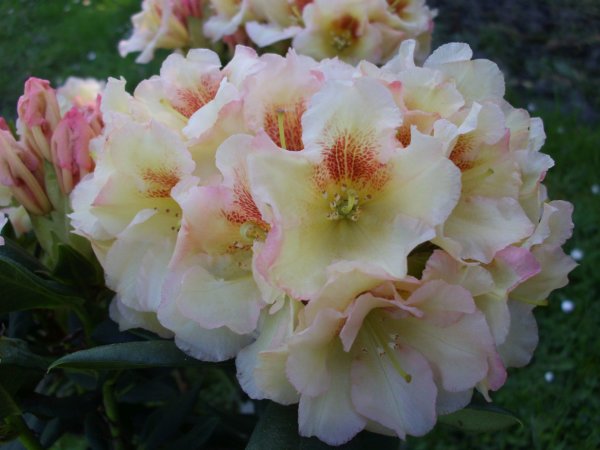 Rhododendron Marylou® INKARHO