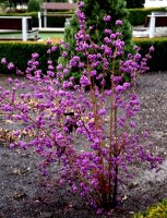 Liebesperlenstrauch - Schönfrucht - Callicarpa bodinieri Profusion  40-60 cm, im 3 Liter Container