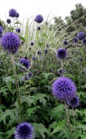 Kugeldistel - Echinops ritro ‘Veitchs Blue’  im 1 Liter Topf