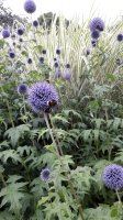 Kugeldistel - Echinops ritro ‘Veitchs Blue’  im 1 Liter Topf