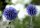 Kugeldistel - Echinops ritro ‘Veitchs Blue’  im 1 Liter Topf